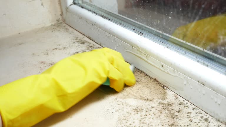 Best Emergency Mold Remediation  in Denton, MD